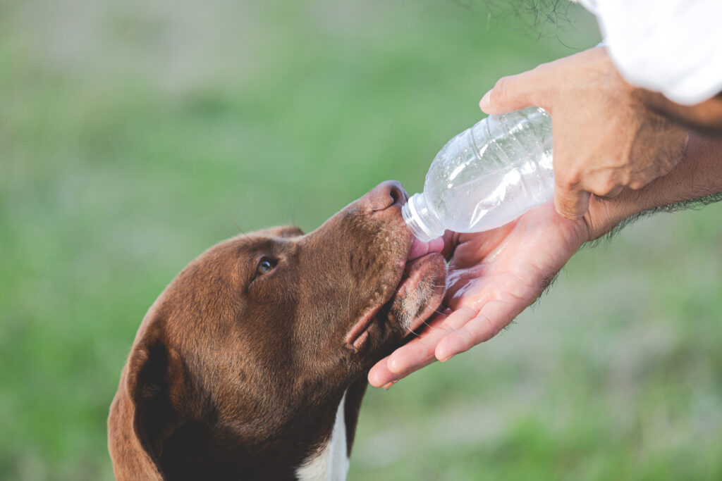 Perro marrón bebiendo agua de una botella de plástico sostenida por una mano humana, con fondo verde natural desenfocado, mostrando la importancia de la hidratación durante el ejercicio canino