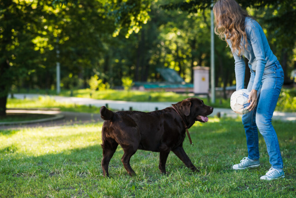 Persona con jersey azul y jeans sosteniendo balón de fútbol mientras interactúa con labrador negro en parque soleado con árboles verdes y césped natural