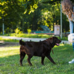 Persona con jersey azul y jeans sosteniendo balón de fútbol mientras interactúa con labrador negro en parque soleado con árboles verdes y césped natural