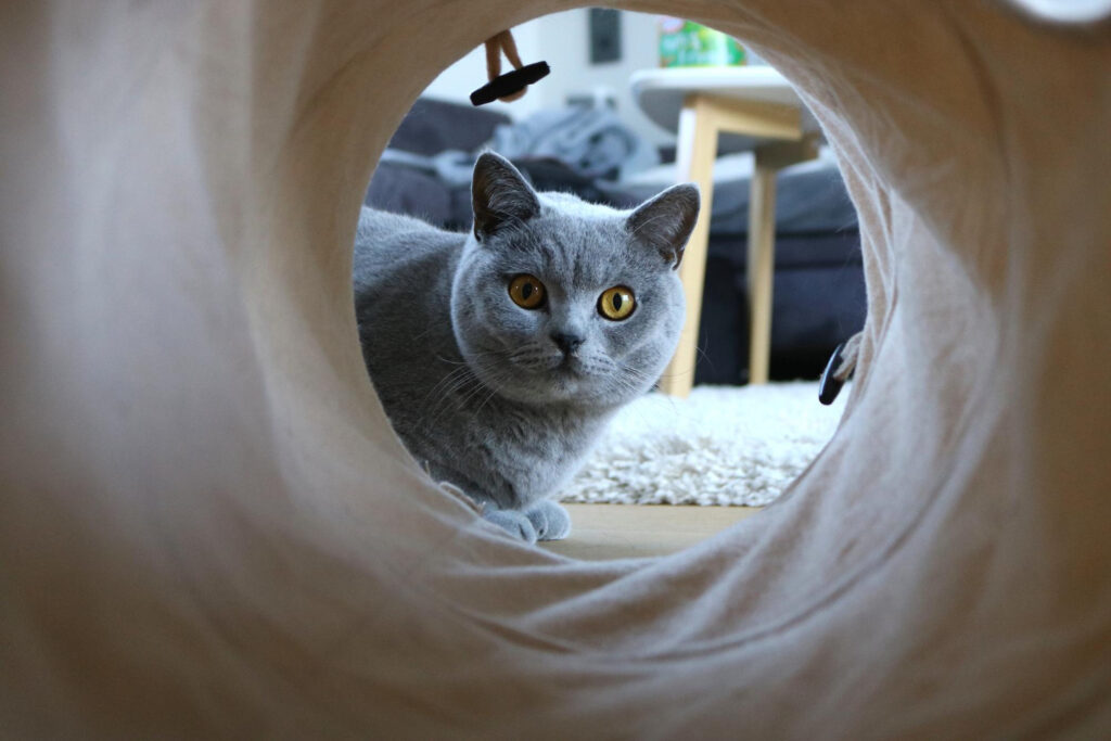 Gato británico gris con ojos dorados mirando a través de túnel de juego blanco, fotografiado desde el interior del túnel, mostrando ejercicio interactivo para gatos en ambiente doméstico